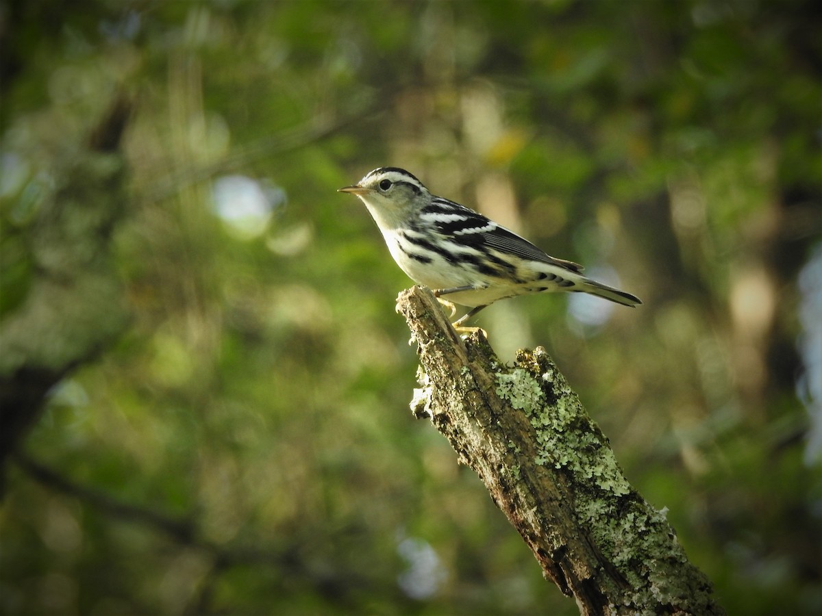Black-and-white Warbler - ML261628661