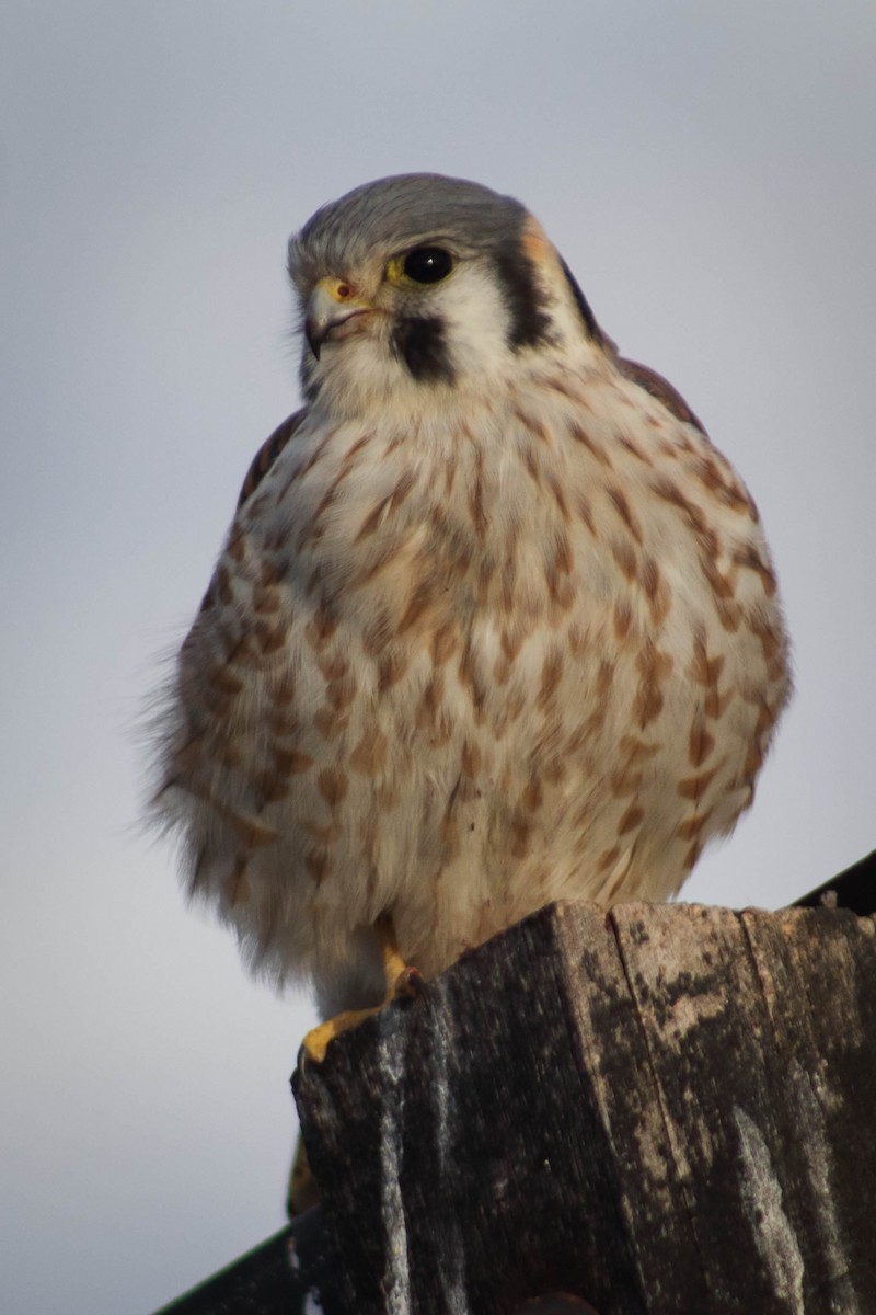 American Kestrel (South American) - ML261628901
