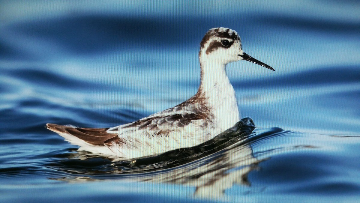 Red-necked Phalarope - ML261629851