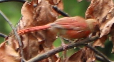 Northern Cardinal - ML261632271