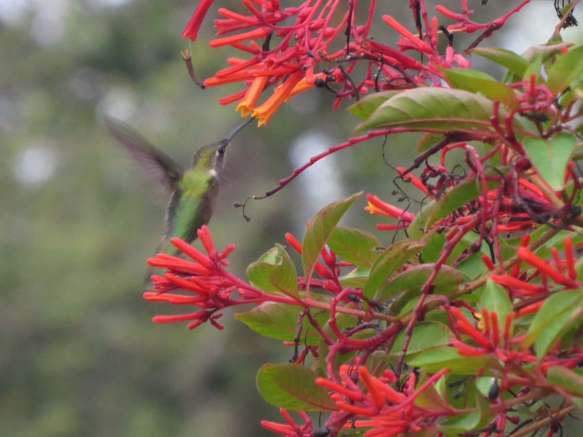 Ruby-throated Hummingbird - ML261633361