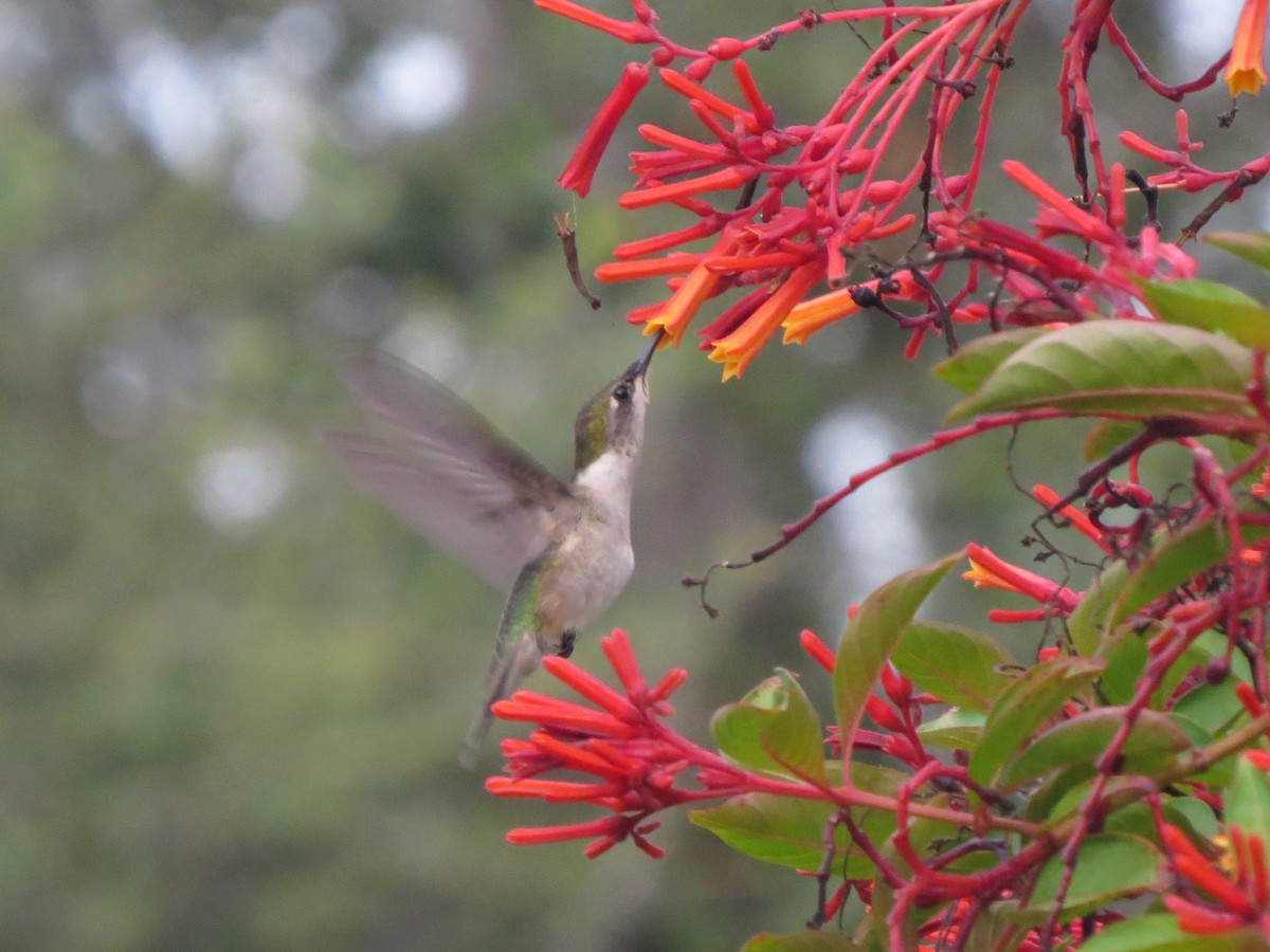 Ruby-throated Hummingbird - ML261633371