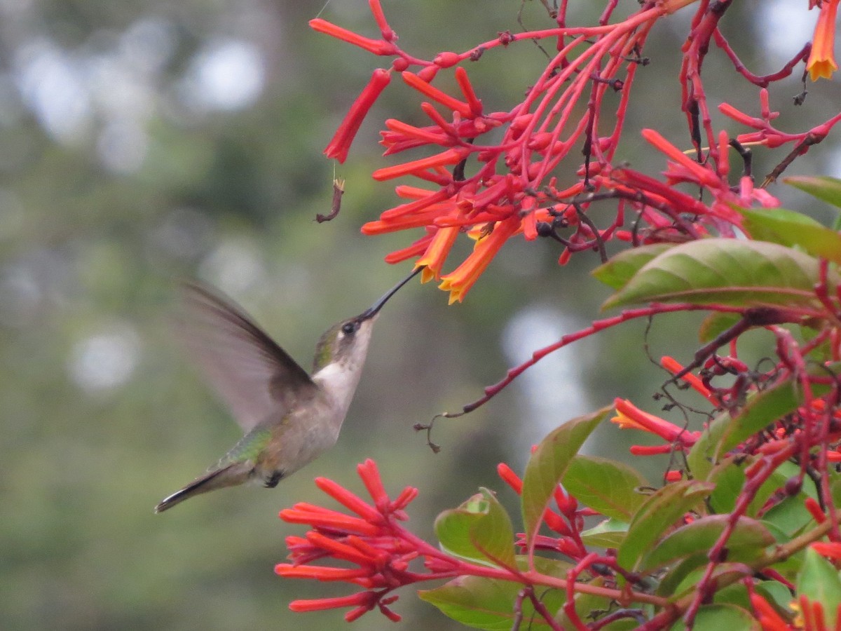 Ruby-throated Hummingbird - ML261633381