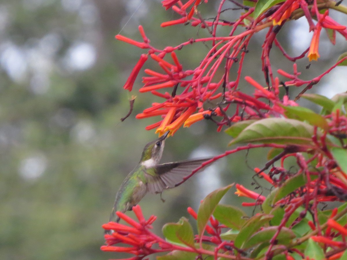 Ruby-throated Hummingbird - ML261633441