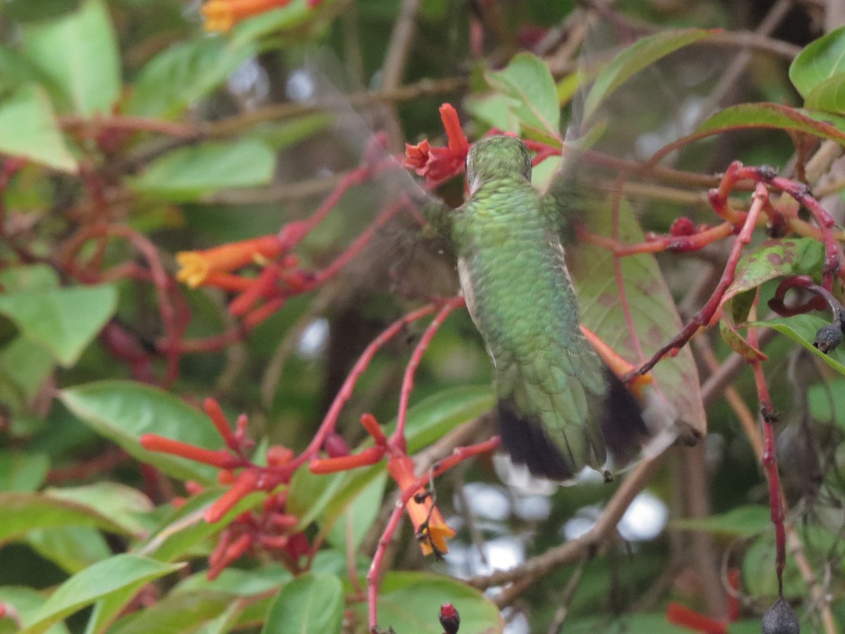 Ruby-throated Hummingbird - ML261633471