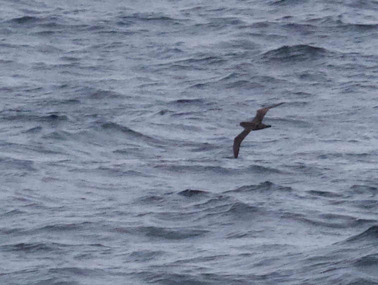 Flesh-footed Shearwater - ML261634121
