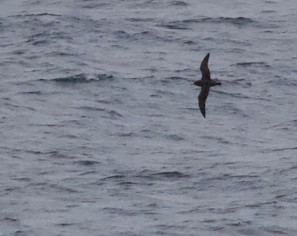 Flesh-footed Shearwater - ML261634141