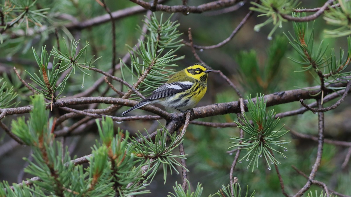 Townsend's Warbler - ML261635571