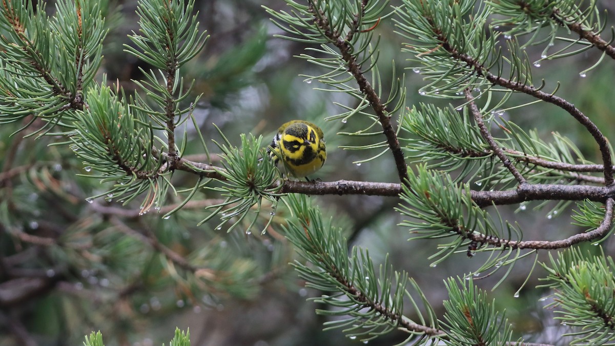 Townsend's Warbler - Eric Hynes