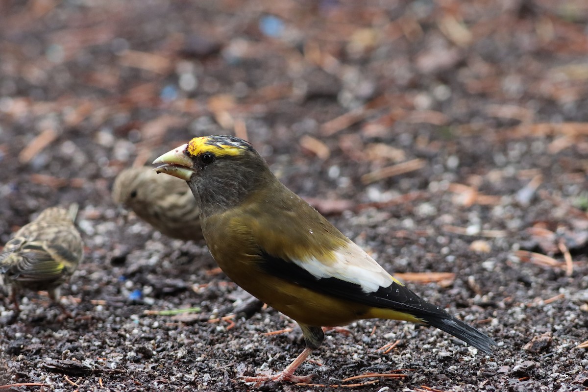 Evening Grosbeak - ML261635741