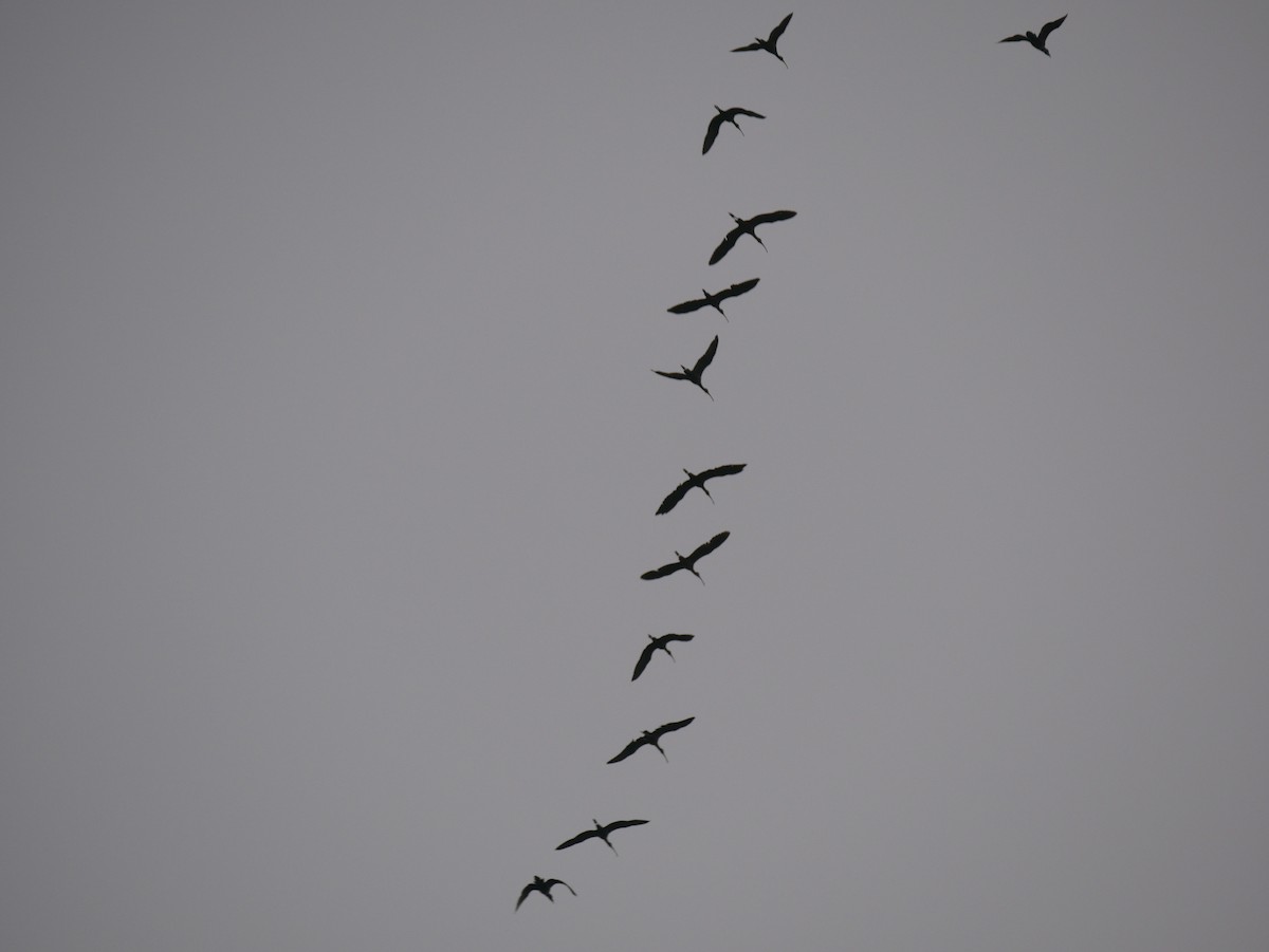 Glossy Ibis - ML261645581