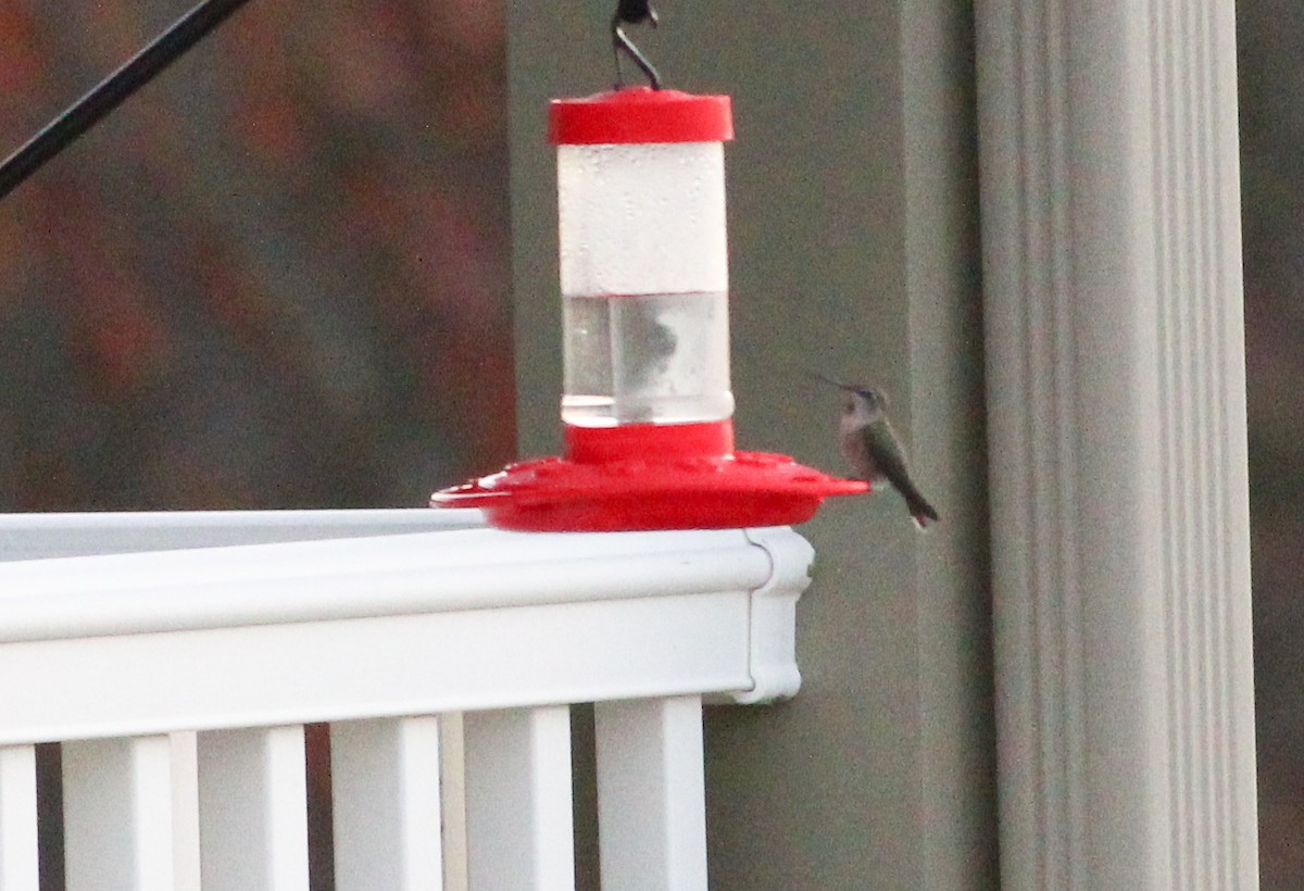 Anna's Hummingbird - ML261647081