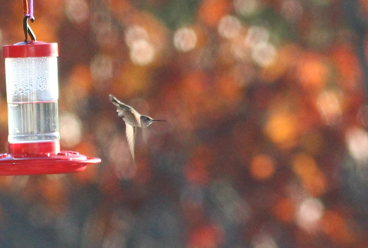 Anna's Hummingbird - ML261647091