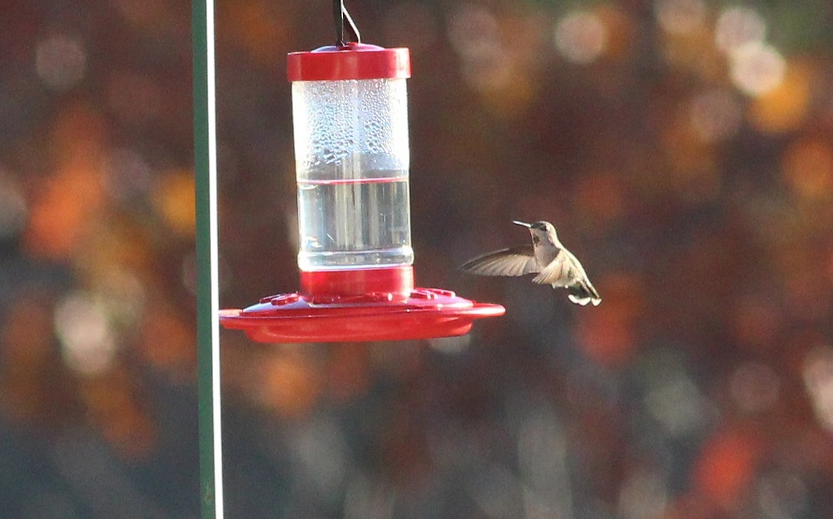 Anna's Hummingbird - ML261647101