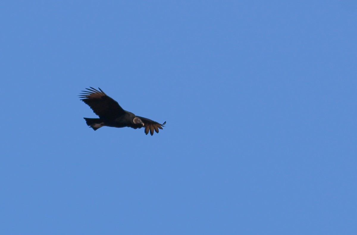 Black Vulture - ML261647181