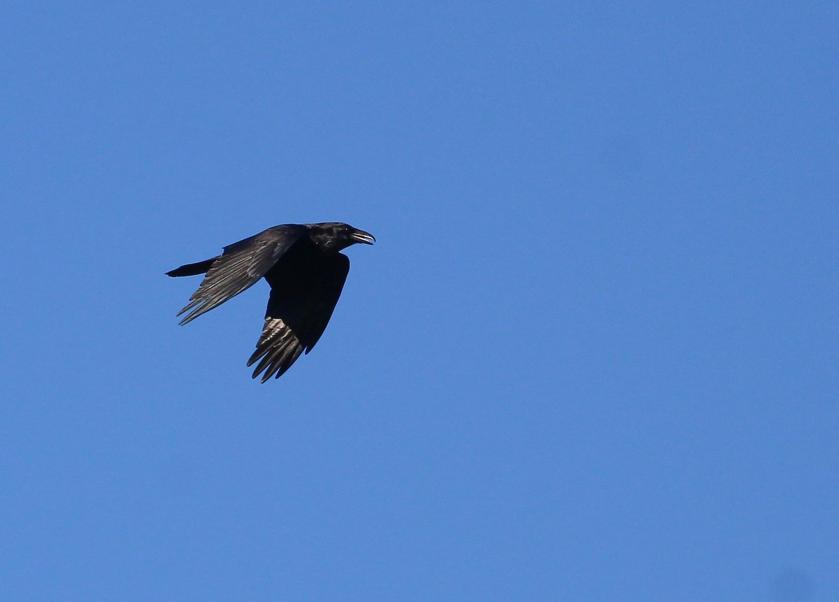 Common Raven - ML261647221