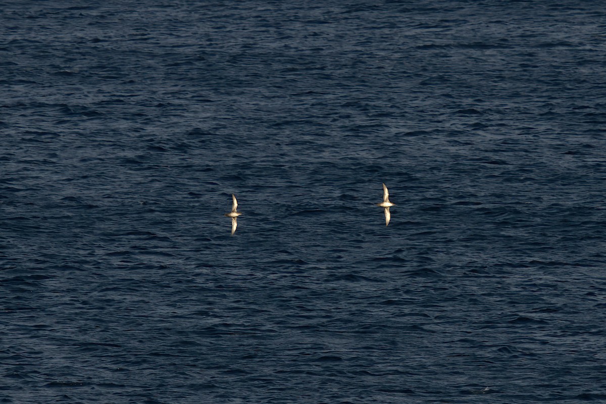 Balearic Shearwater - ML261649441