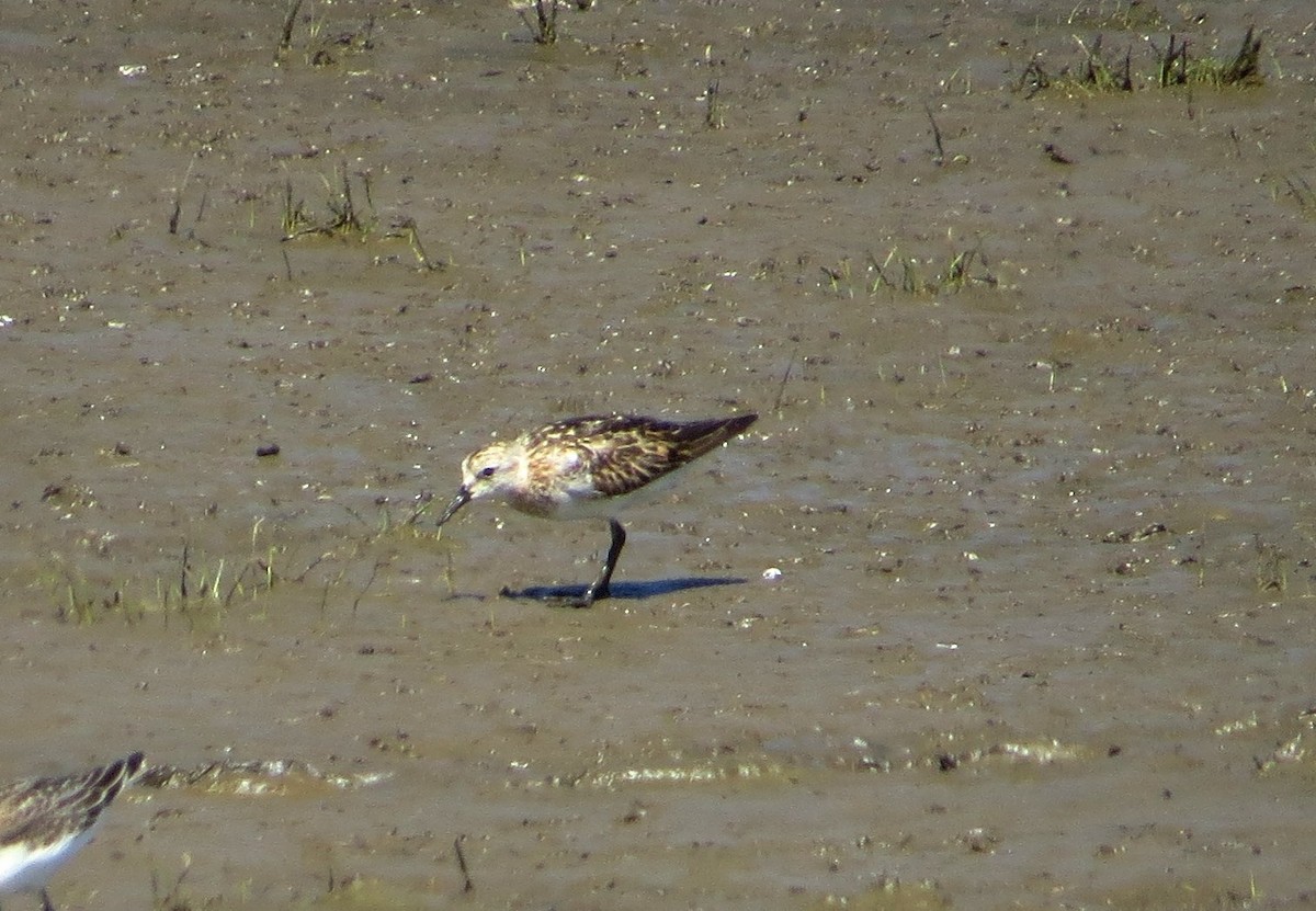 Little Stint - ML261649821