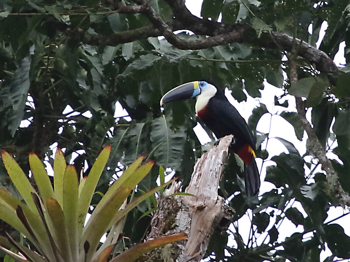 Toucan vitellin (culminatus/pintoi) - ML261651171