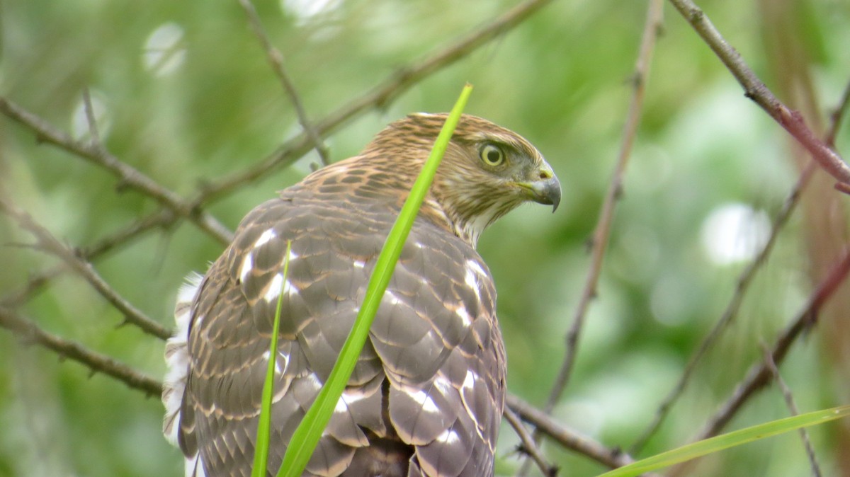 Cooper's Hawk - Merri R