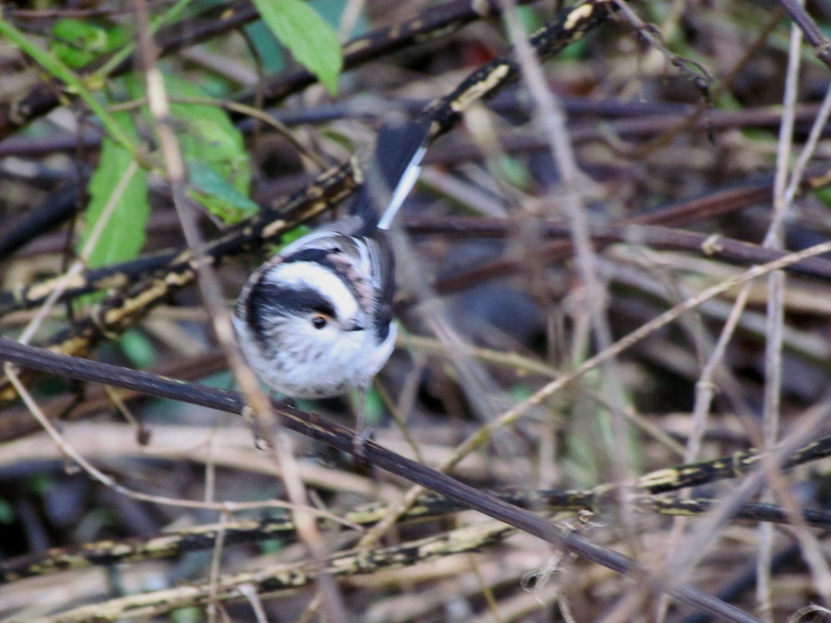 Long-tailed Tit - ML26165491