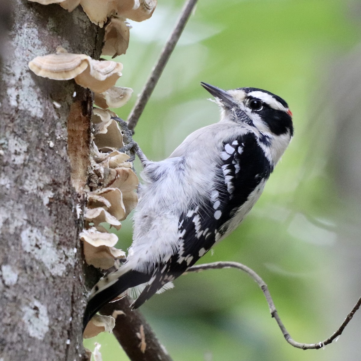 Downy Woodpecker - ML261655141