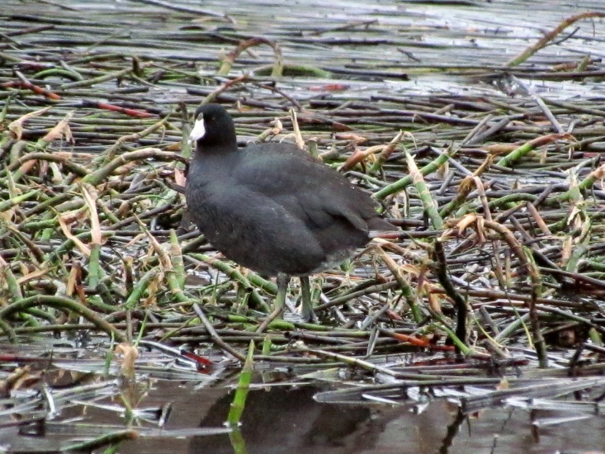 American Coot (Red-shielded) - Bruce Kerr