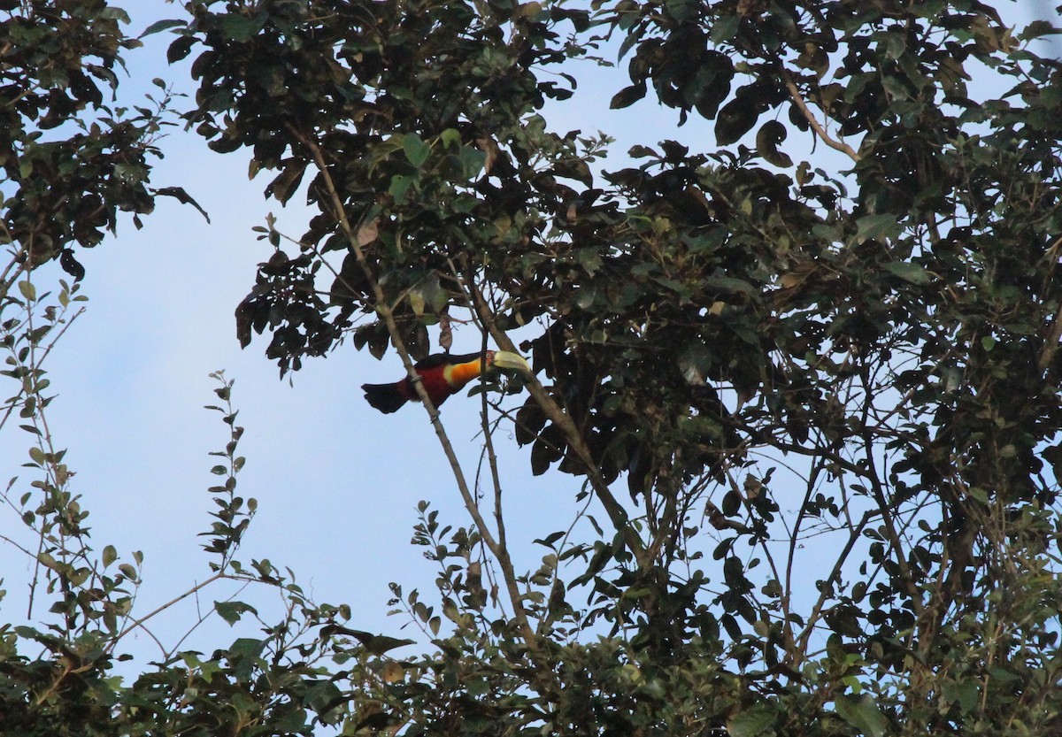 Red-breasted Toucan - ML261656711