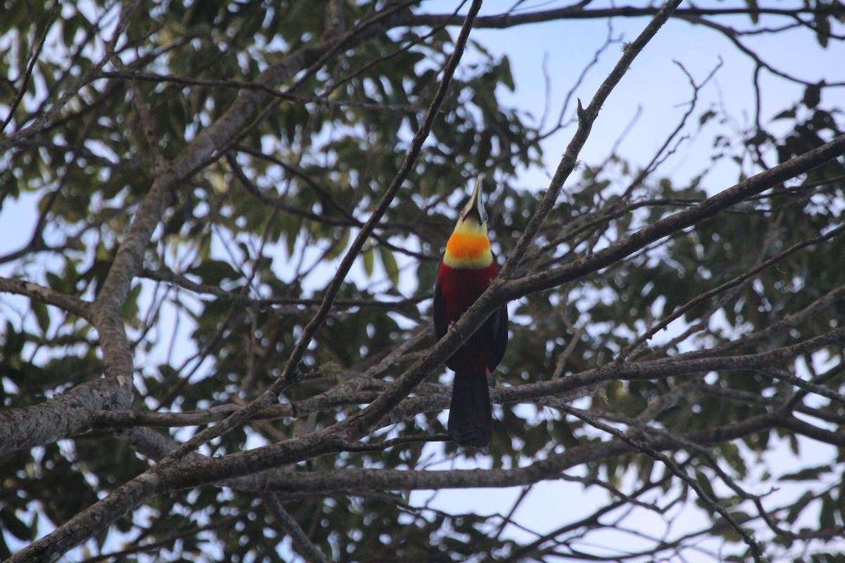 Red-breasted Toucan - ML261656841