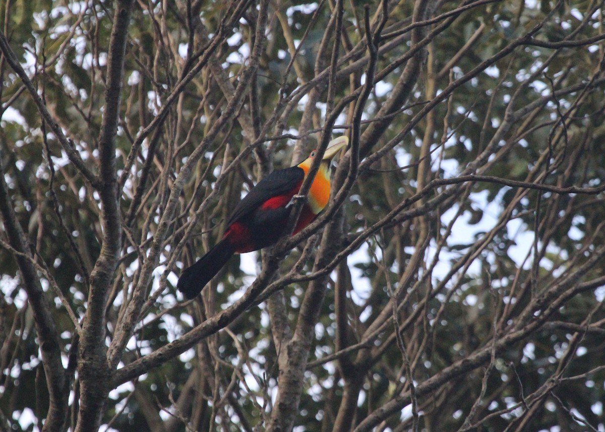 Red-breasted Toucan - ML261656851