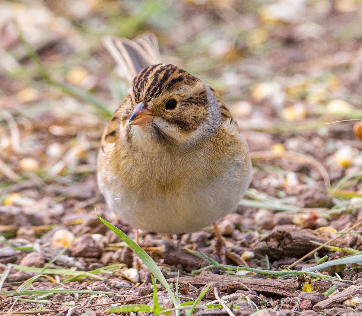 Clay-colored Sparrow - ML261658041