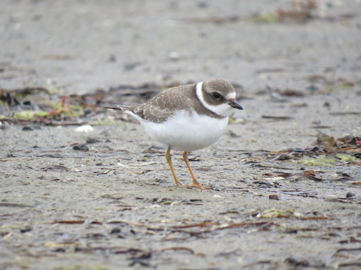 Semipalmated Plover - ML261658281