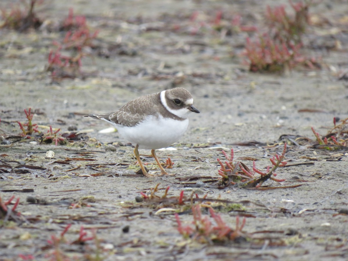 Semipalmated Plover - ML261658331