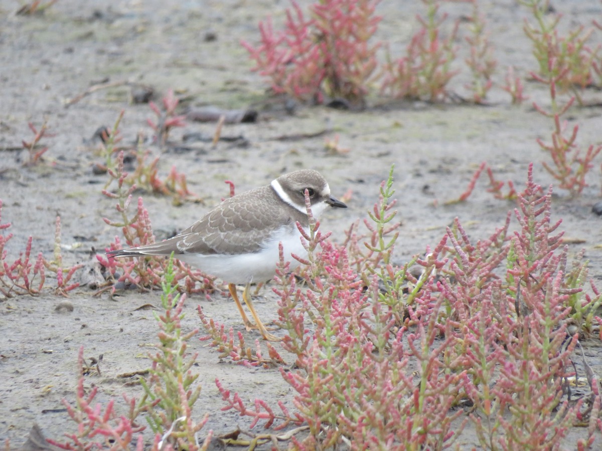 Semipalmated Plover - ML261658361