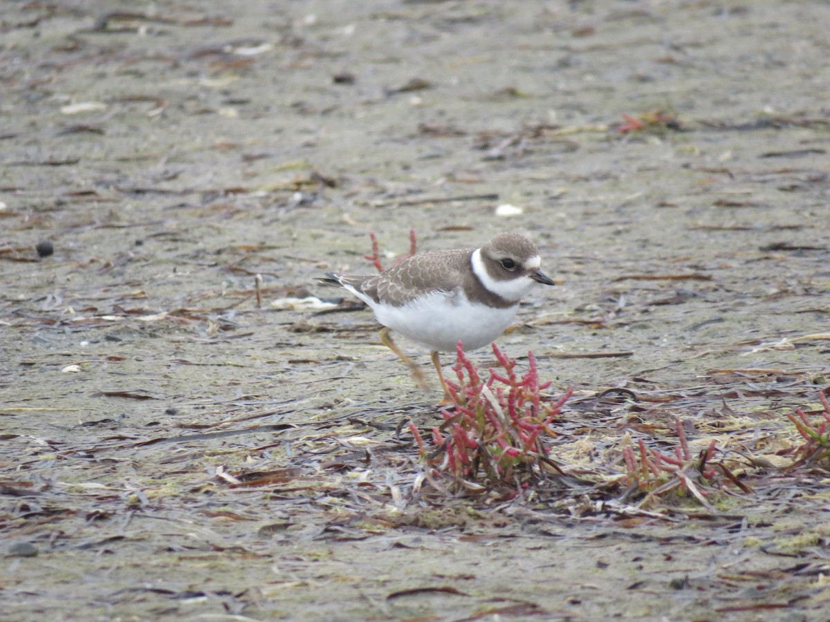 Semipalmated Plover - ML261658381