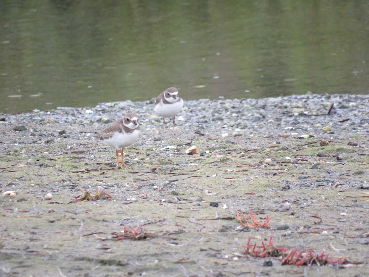 Semipalmated Plover - ML261658441