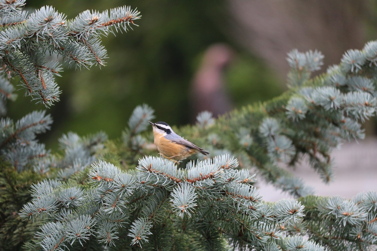 Red-breasted Nuthatch - Jesse Feith
