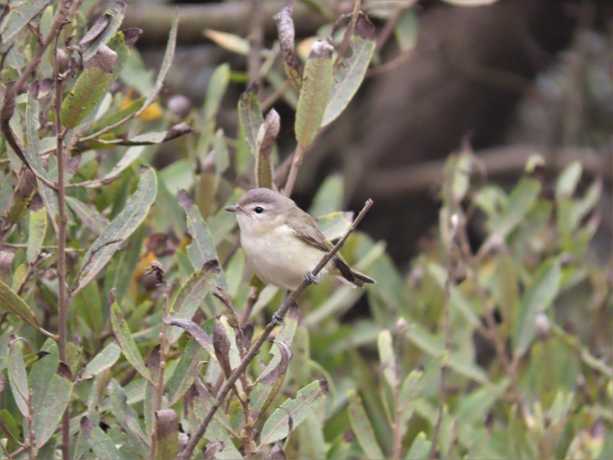 Warbling Vireo - ML261659331