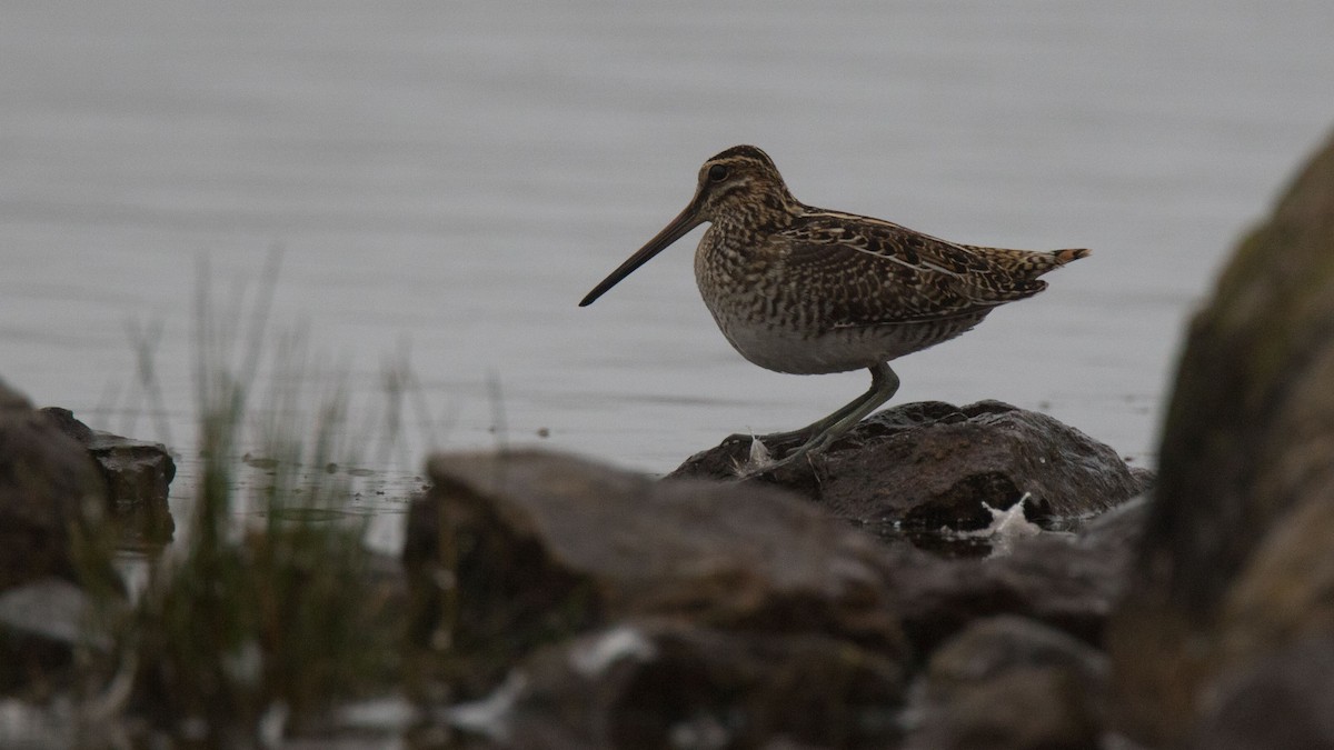 Wilson's Snipe - ML261659431