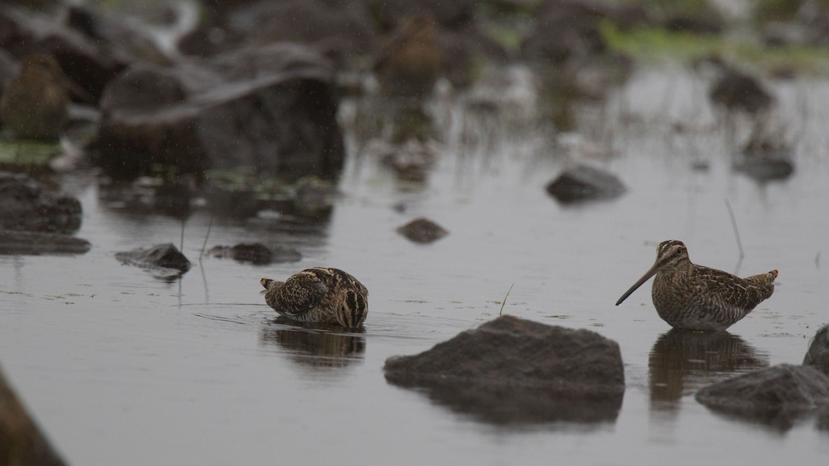 Wilson's Snipe - ML261659471