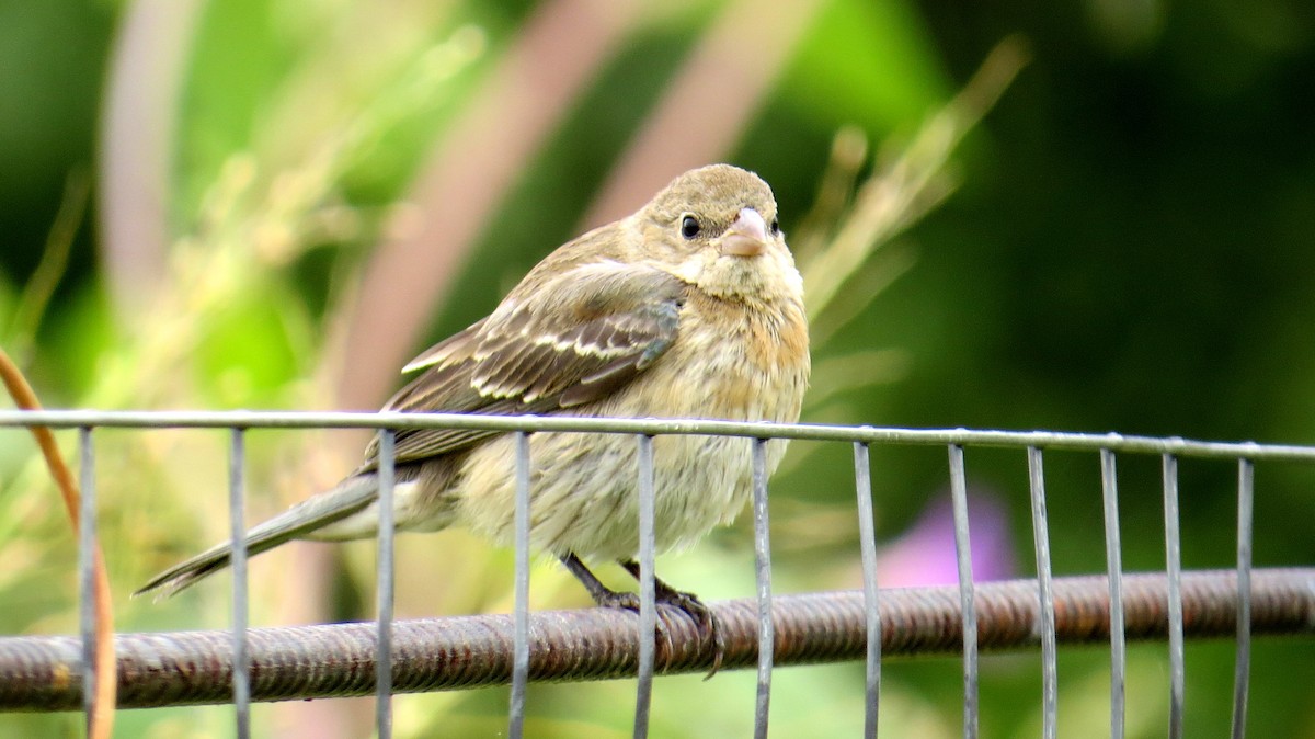 Lazuli Bunting - ML261659501