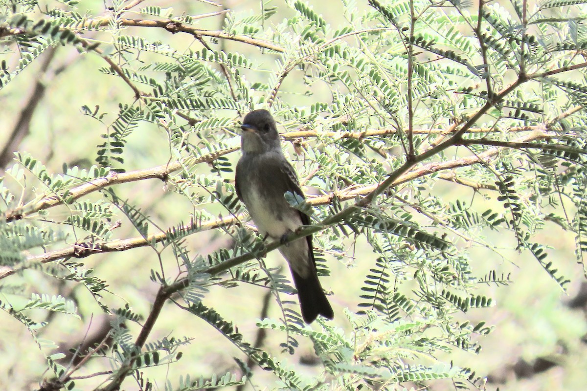 Western Wood-Pewee - Jonathan Montgomery