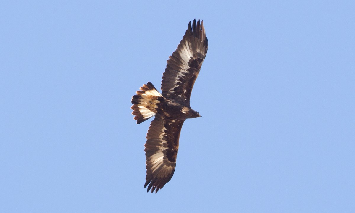 Golden Eagle - ML261663731