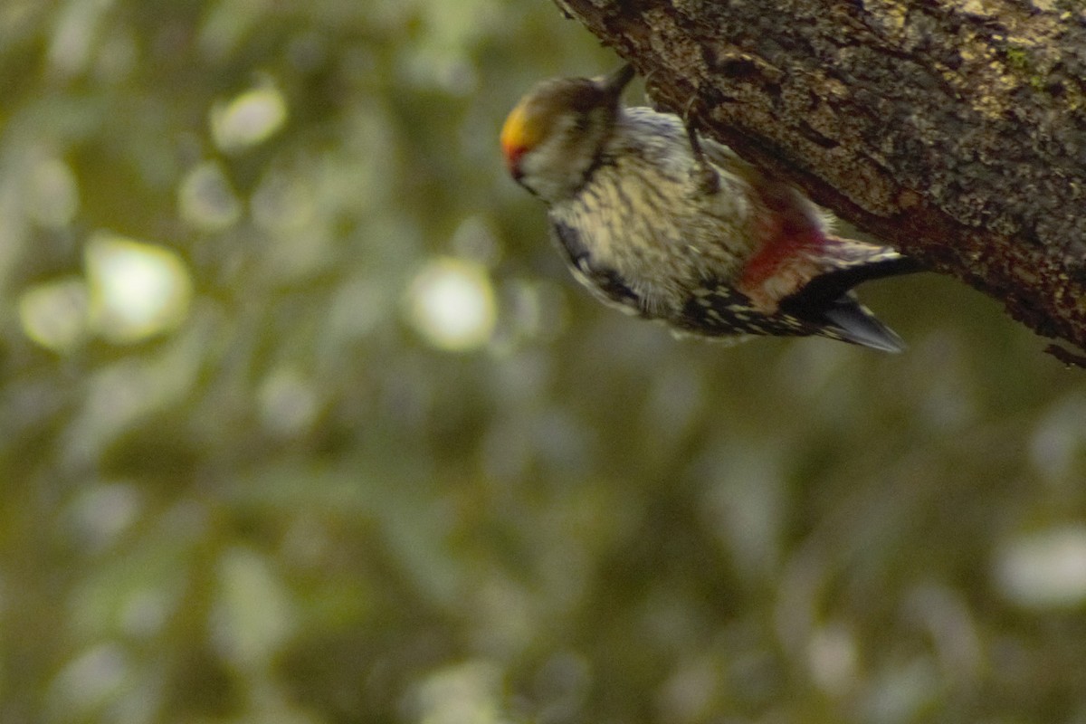 Brown-fronted Woodpecker - ML261664831