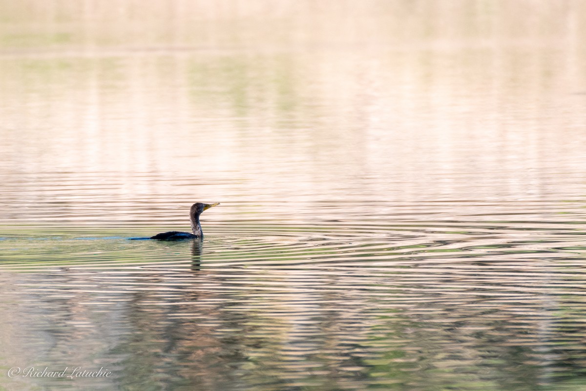 Double-crested Cormorant - ML261665901