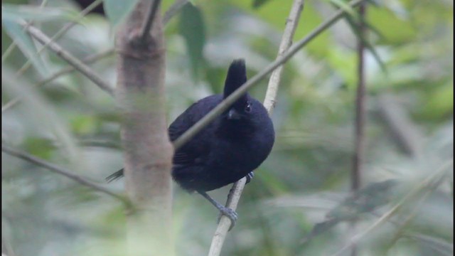 Tufted Antshrike - ML261666041