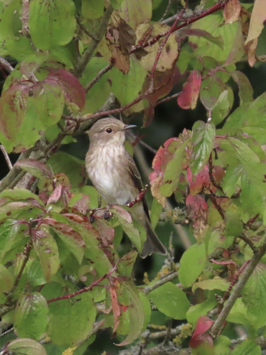 Spotted Flycatcher - David Campbell