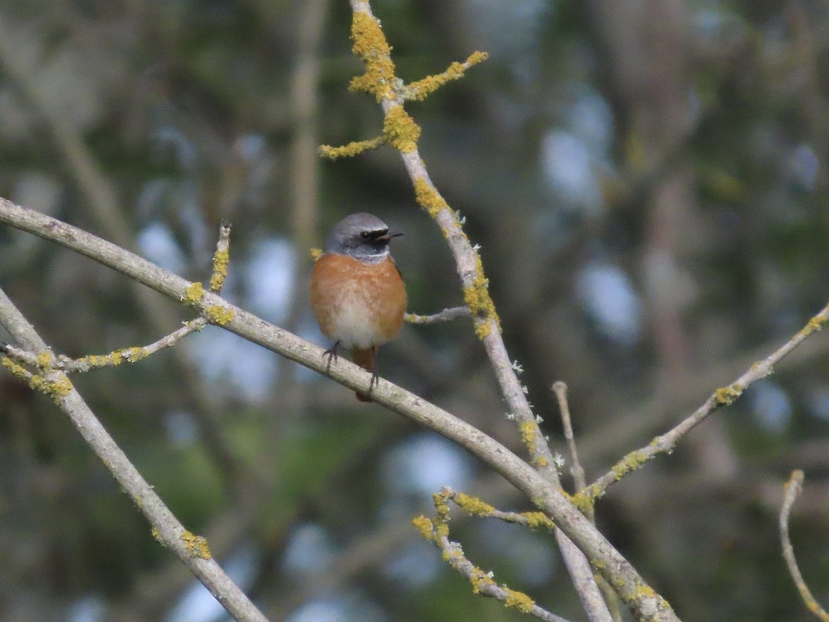 Common Redstart - David Campbell