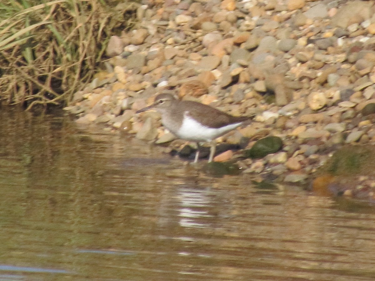 Common Sandpiper - ML26166681