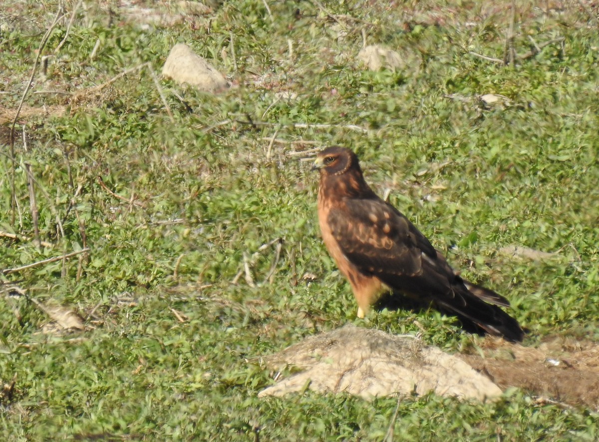 Northern Harrier - ML261667111